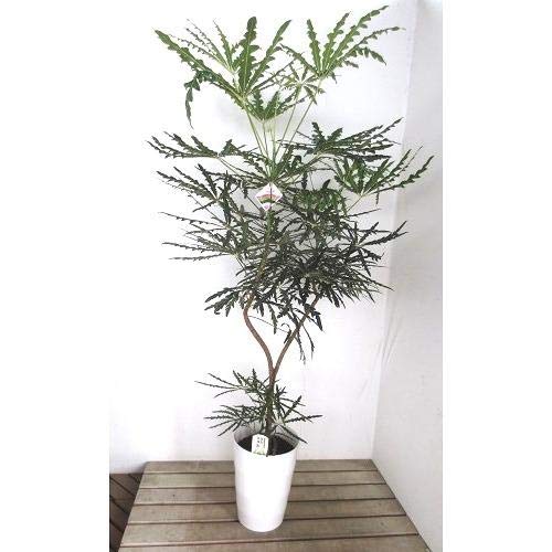 [1点もの]アラレヤ曲がり 7号 Amazon.co.jp: プランツネット(Plants Net) 観葉植物 アラレア 曲ガリ